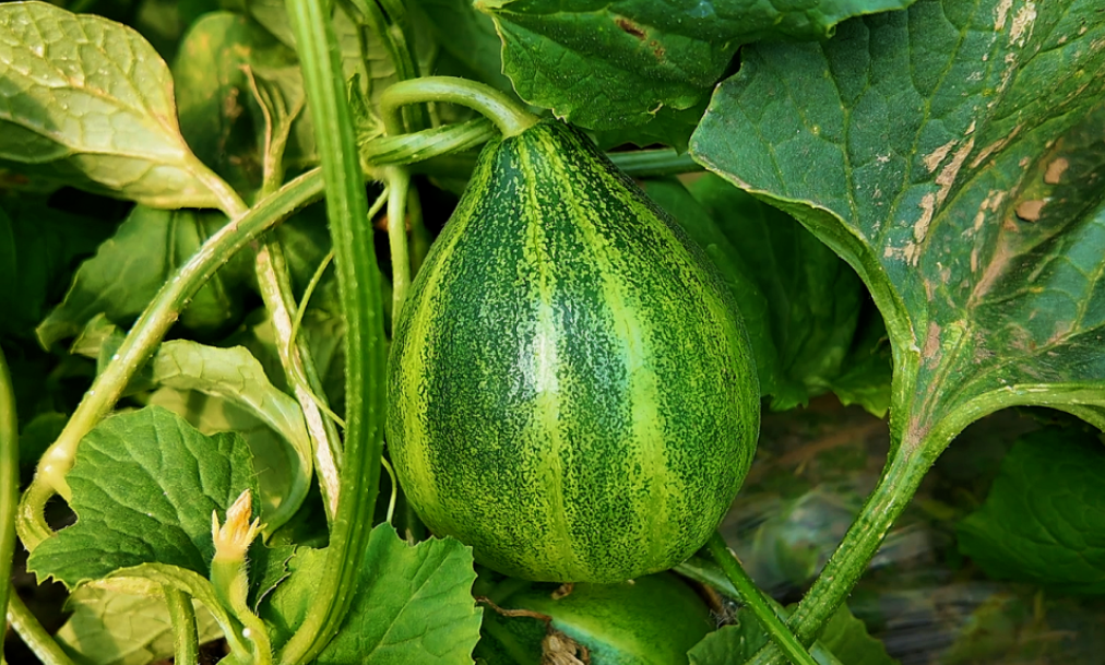 1780620142313785.png image.png