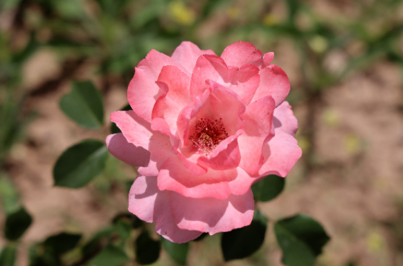 1781571182614577.png image.png